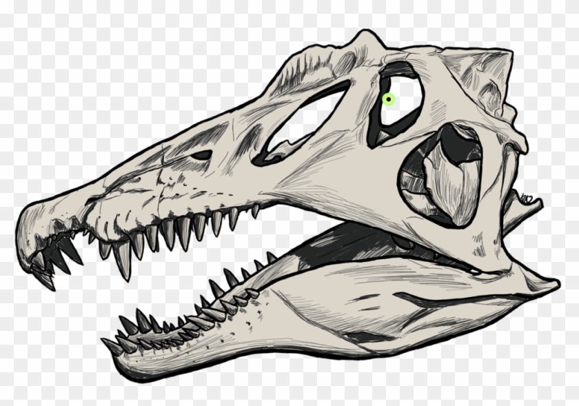 Dinosaur Drawing Skull - Spinosaurus Skull Sketch, HD Png Download ...