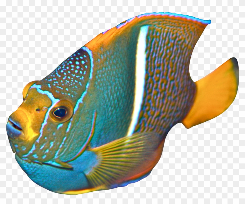 Angelfish - Angelfish Png, Transparent Png - 1340x1115(#4560713) - PngFind
