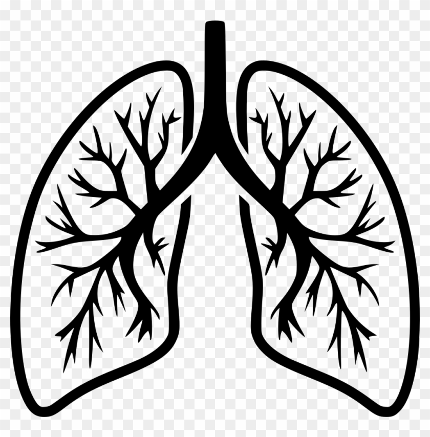 Download Png File Svg Lungs Clip Art Black And White Transparent Png 980x950 4567696 Pngfind