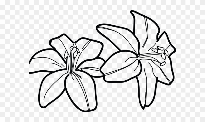 Hyacinth Clipart Black And White - Drawing, HD Png Download - 640x480 ...