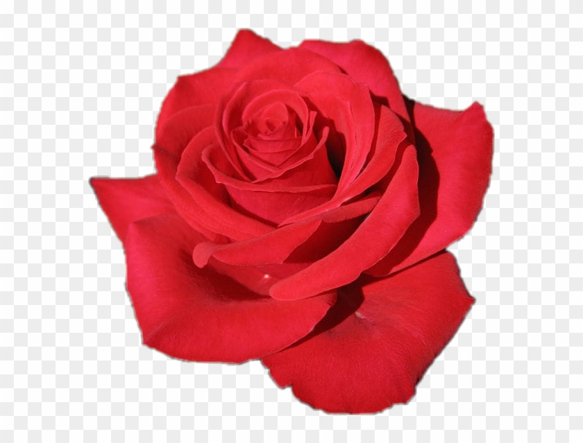 Flor #rosa #roja ??? - Rosa Roja, HD Png Download - 586x559(#4599907) - PngFind