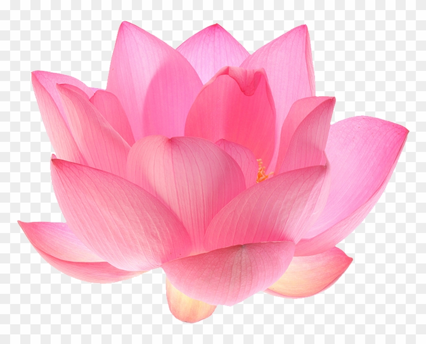 Lotus Flower Transparent Lotus Flower Transparent Background Hd