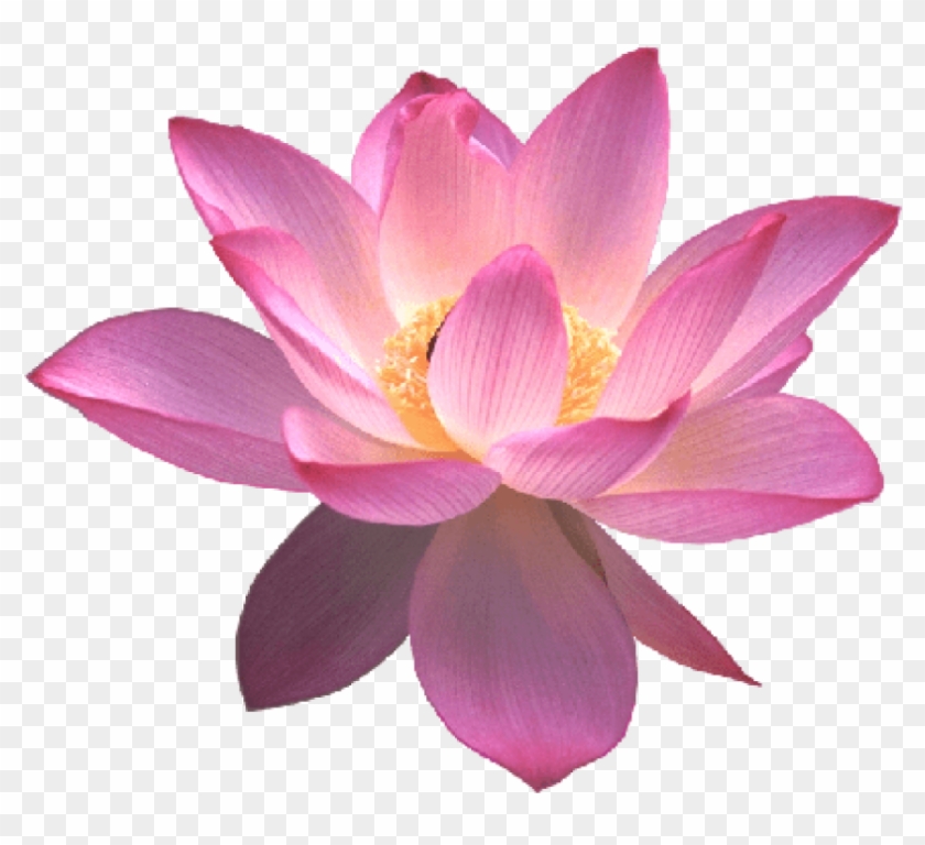 Lotus Flower Emoji Best Flower Site