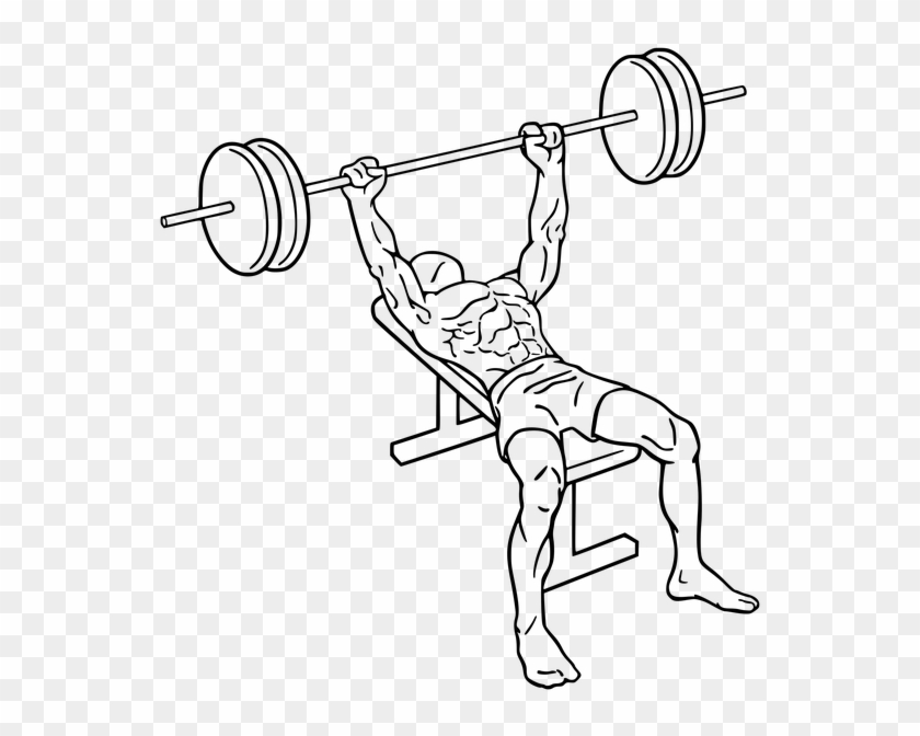 602 X 645 8 Dumbbell Bench Press Diagram Hd Png Download