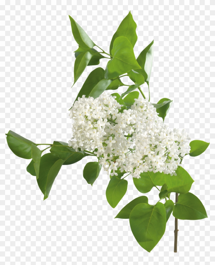 Flores Blancas Y Lilas Png - White Lilac Transparent, Png Download - 1353x1600(#4649605) - PngFind