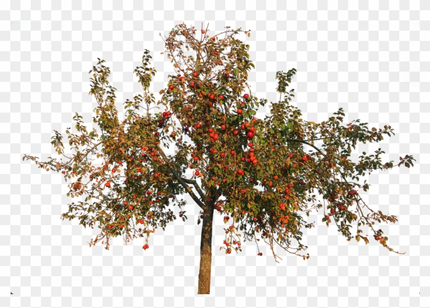 View Transparent Apple Tree Clipart Black And White Background