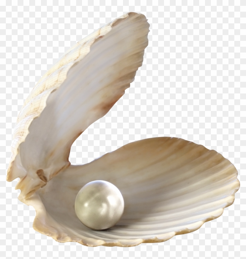 Seashell Png - Sea Shell Pearl Png, Transparent Png - 1800x2029(#473408) -  PngFind