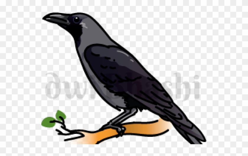 Crow intelligence picture