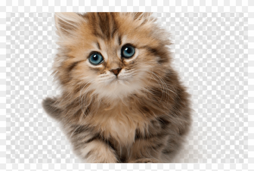 472-4725679_kitten-puppy-cat-transparent-png-image-clipart-kitten.png