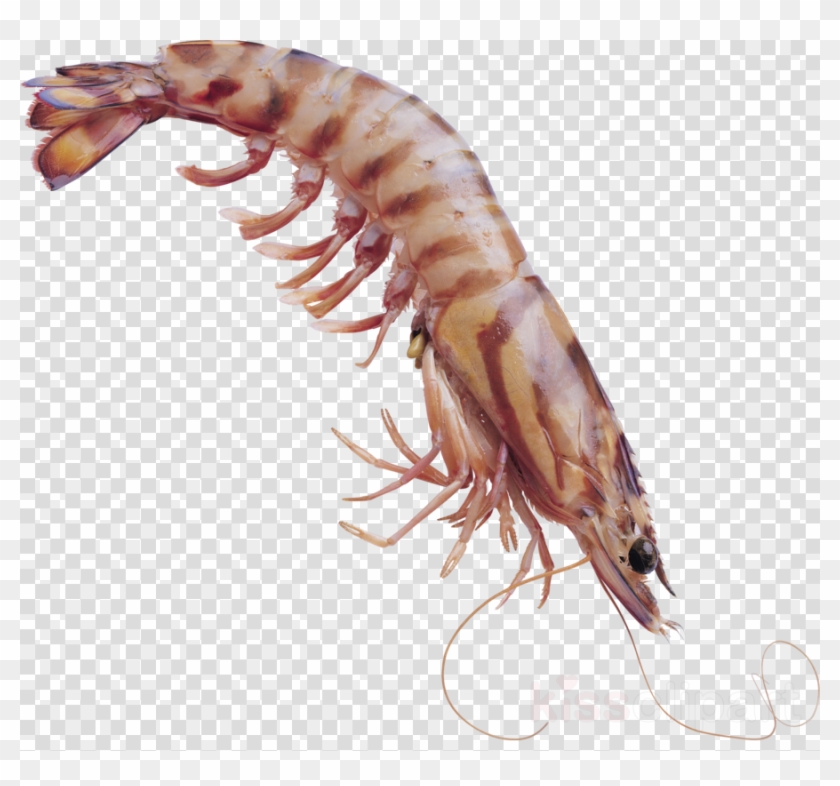 Transparent Krill Clipart Shrimp Clip Art - Animated Pencils Clipart