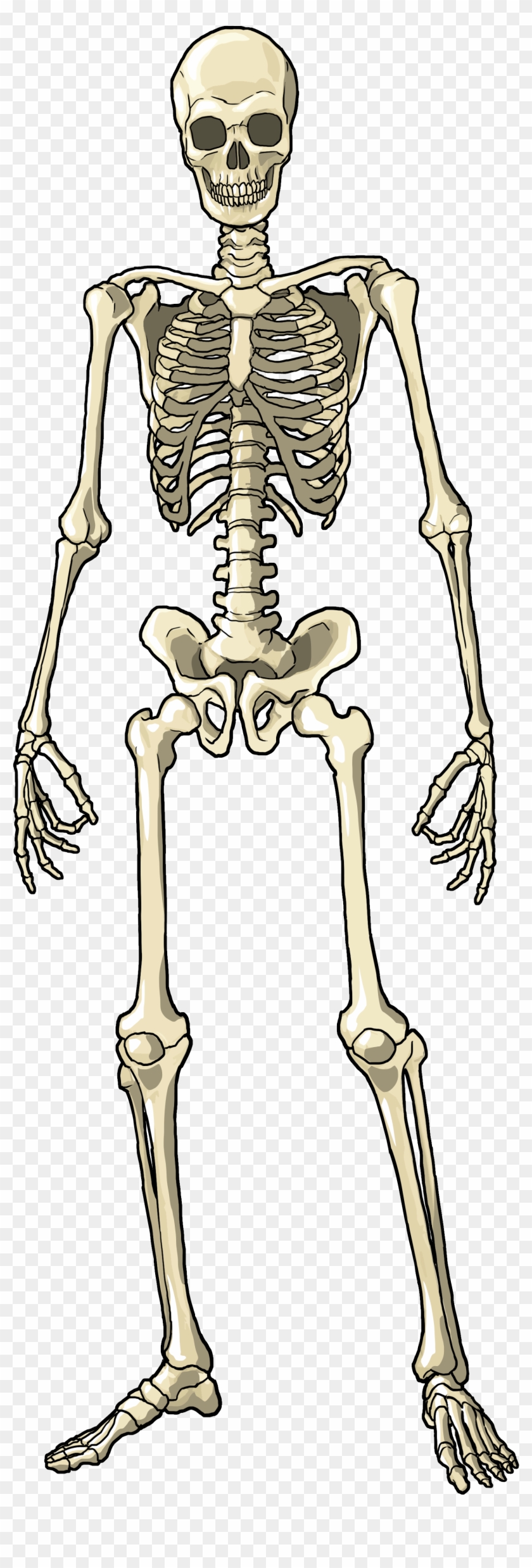 Human Male Skeletal System