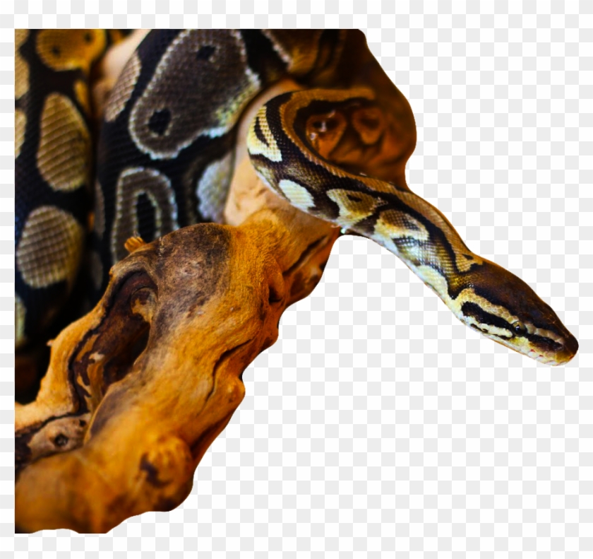 The Ball Python, Native To Africa, Has Become Popular - Burmese Python ...