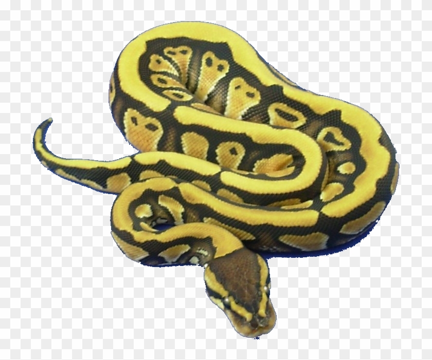 Jpg Class And Object In Kristine Bredemeier Medium - Burmese Python, HD ...