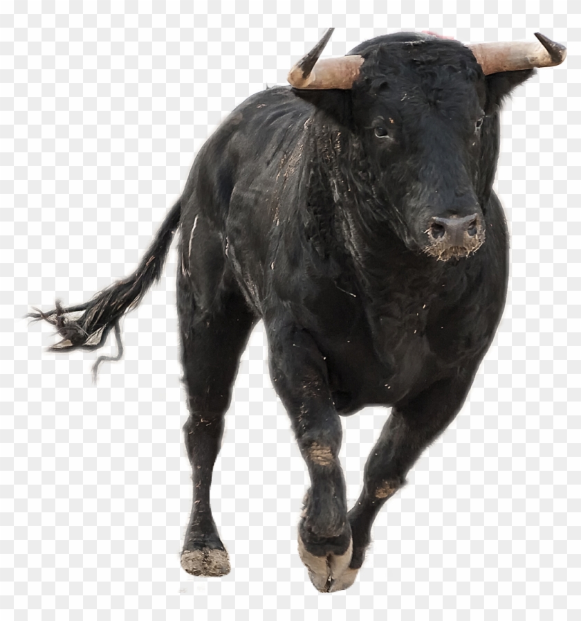 Bull Sticker - Bull Ox Photo Editing, HD Png Download - 1024x1045 ...
