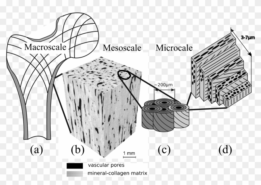 Bone Elasticity - Bone Hierarchical Structure, HD Png Download