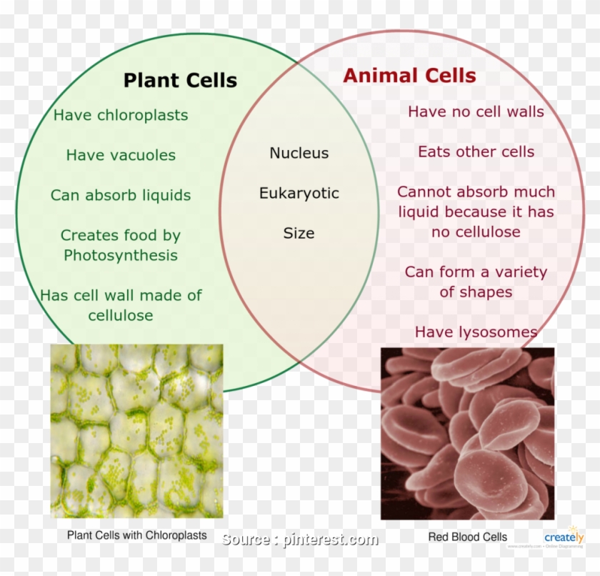 Venn Diagram Comparing Plant Cells And Animal Cells, HD Png Download -  1000x911(#4826579) - PngFind
