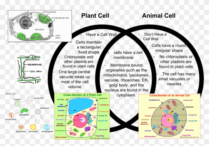 Animal Cells That Is Not In Plant Cells, HD Png Download -  1161x714(#4826832) - PngFind