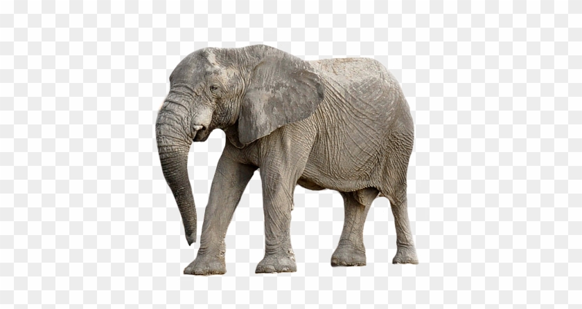 Elephant Animal Africa Transparent Background - รูป ช้าง พื้น หลัง สี ขาว, HD Png Download - 900x720(#4830349) - PngFind Elephant Animal Africa Transparent Background - รูป ช้าง พื้น หลัง สี ขาว, HD Png Download - 900x720(#4830349) - PngFind