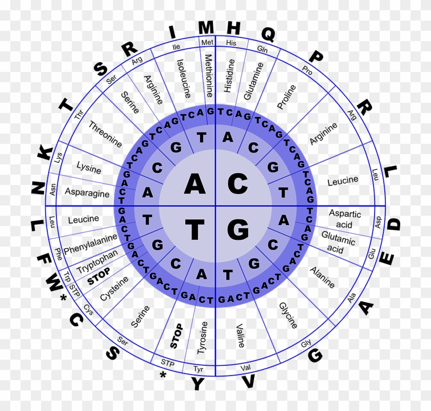 Dna Circle Chart