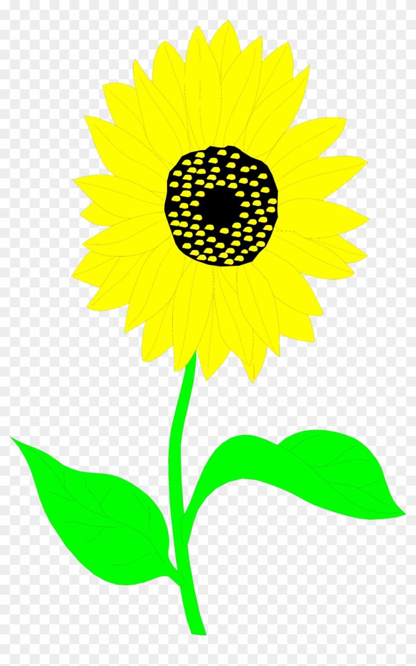 Common Sunflower Drawing Art Sunflower Seed Plant Clip Art