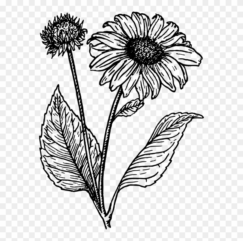 Sunflower Clipart Black And White Sunflower Line Drawing Png