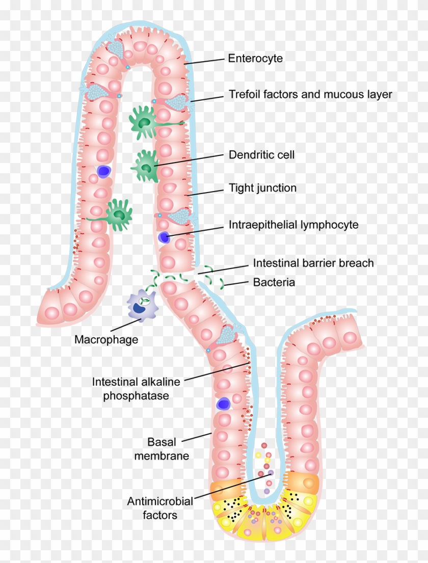 Intestinal Epithelial Barrier, HD Png Download - 700x1025(#4859211