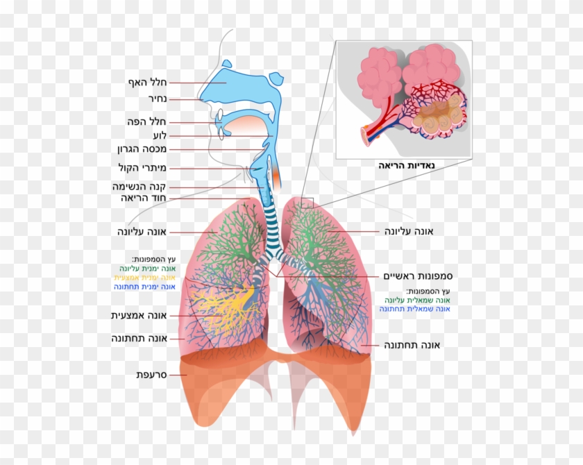 picture Simple Organ System Diagram respiratory system organs hd png