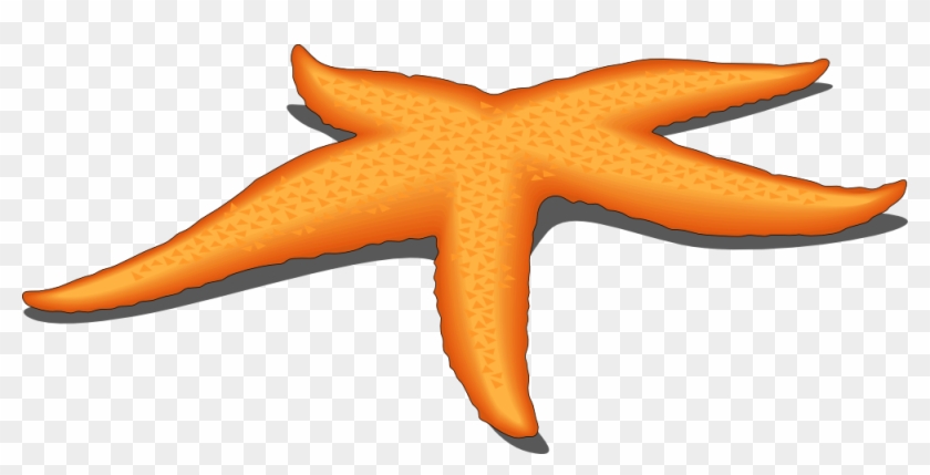 Clipart Starfish - Water Animals Star Fish, HD Png Download - 999x463(#490779) - PngFind Clipart Starfish - Water Animals Star Fish, HD Png Download - 999x463(#490779) - PngFind