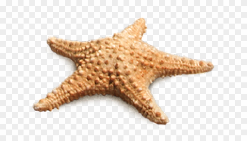 Download Transparent Starfish Png Png Download 640x480 491583 Pngfind
