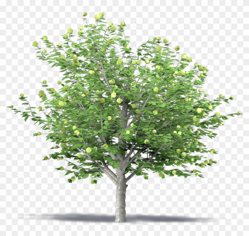 Apple Tree 3d Png Transparent Png 1000x1000 492965 Pngfind