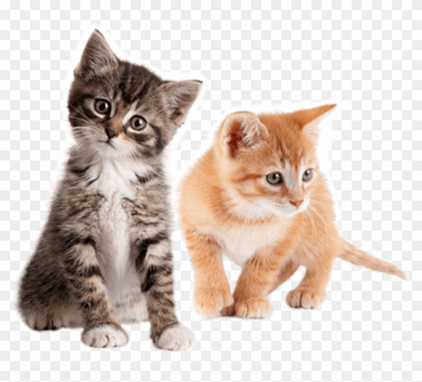 Free Png Cute Kittens Free S Png Images Transparent - Transparent