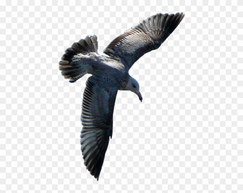 Flying Sea Gull Transparent Image Number Three Burung Terbang Png Png Download 600x622 4930169 Pngfind