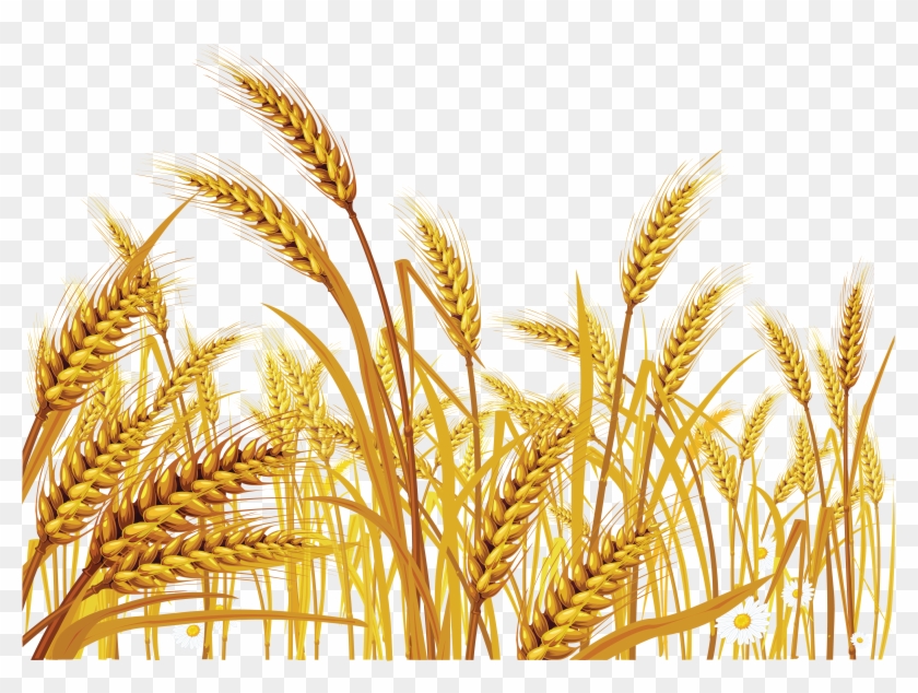 wheat png transparent background grain png png download 4766x3380 55459 pngfind transparent background grain png png