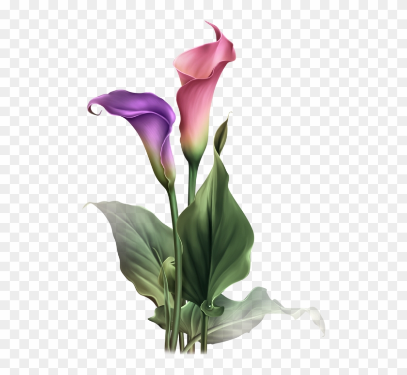 Яндекс - Фотки - Flores Calas Png, Transparent Png - 518x699(#56671) - PngFind Яндекс - Фотки - Flores Calas Png, Transparent Png - 518x699(#56671) - PngFind