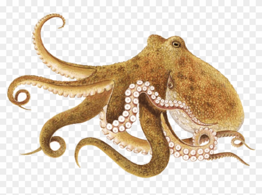 Free Png Download Octopus Brown Png Images Background - Octopus Png