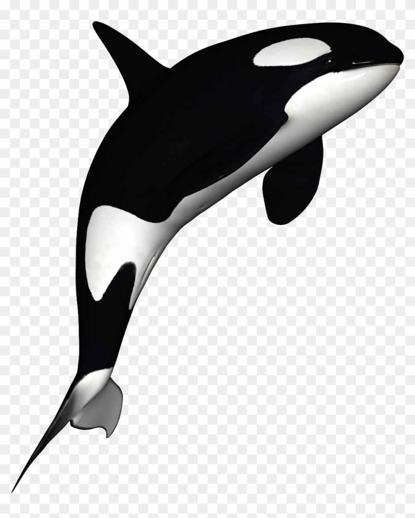 Cartoon Orca Killer Whales - Orca Png, Transparent Png - 1024x1200(#503221)  - PngFind