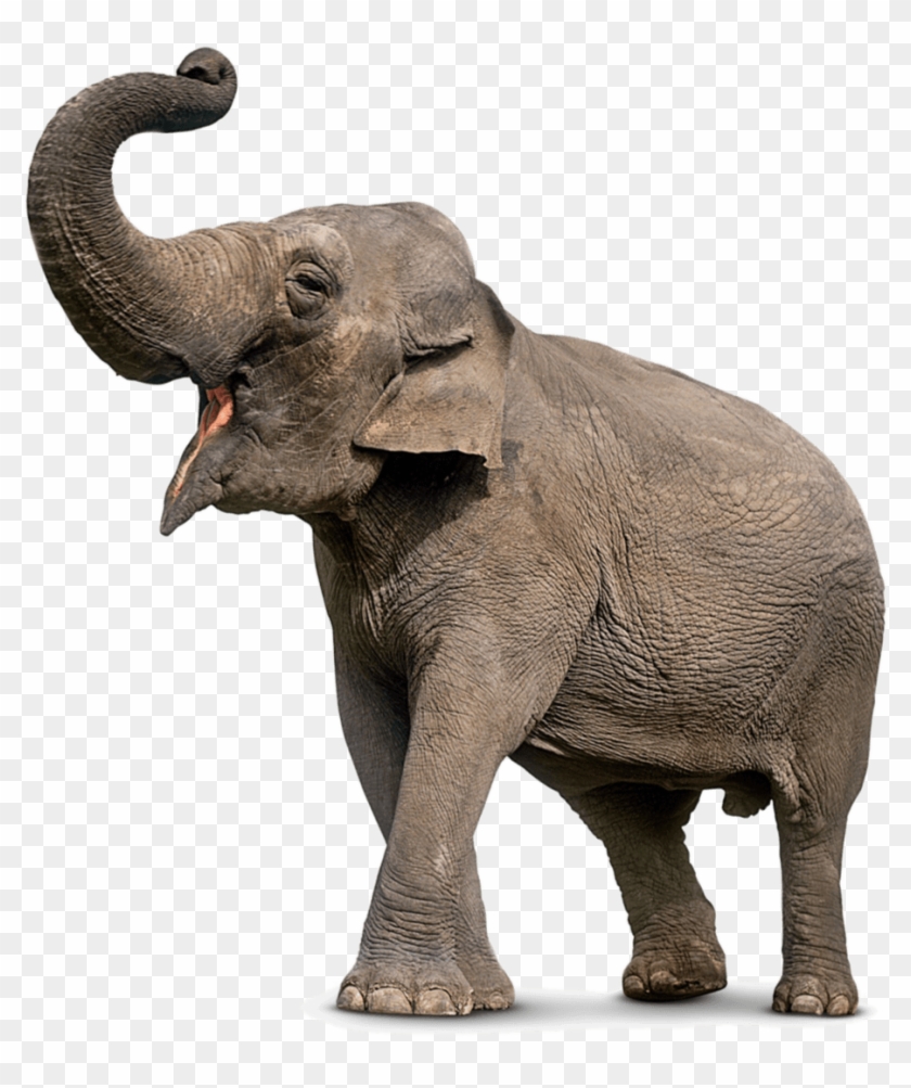 Elephant Png - Elephant Trunk Up Png, Transparent Png - 925x1061(#504671) -  PngFind