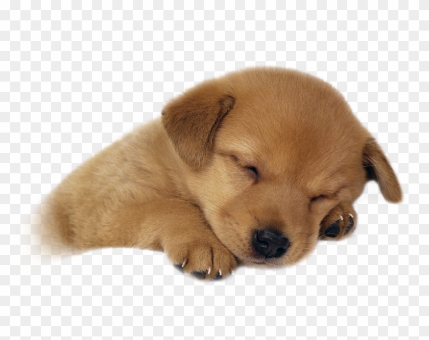 Cute Sleeping Puppy - Cute Puppy Png, Transparent Png - 1280x960