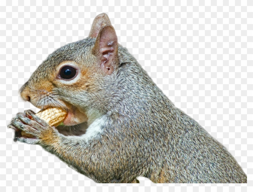 Squirrel Png Image - Eastern Gray Squirrel, Transparent Png - 1900x1068