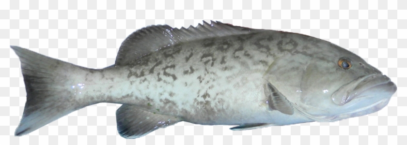 Grey grouper fish Clearance