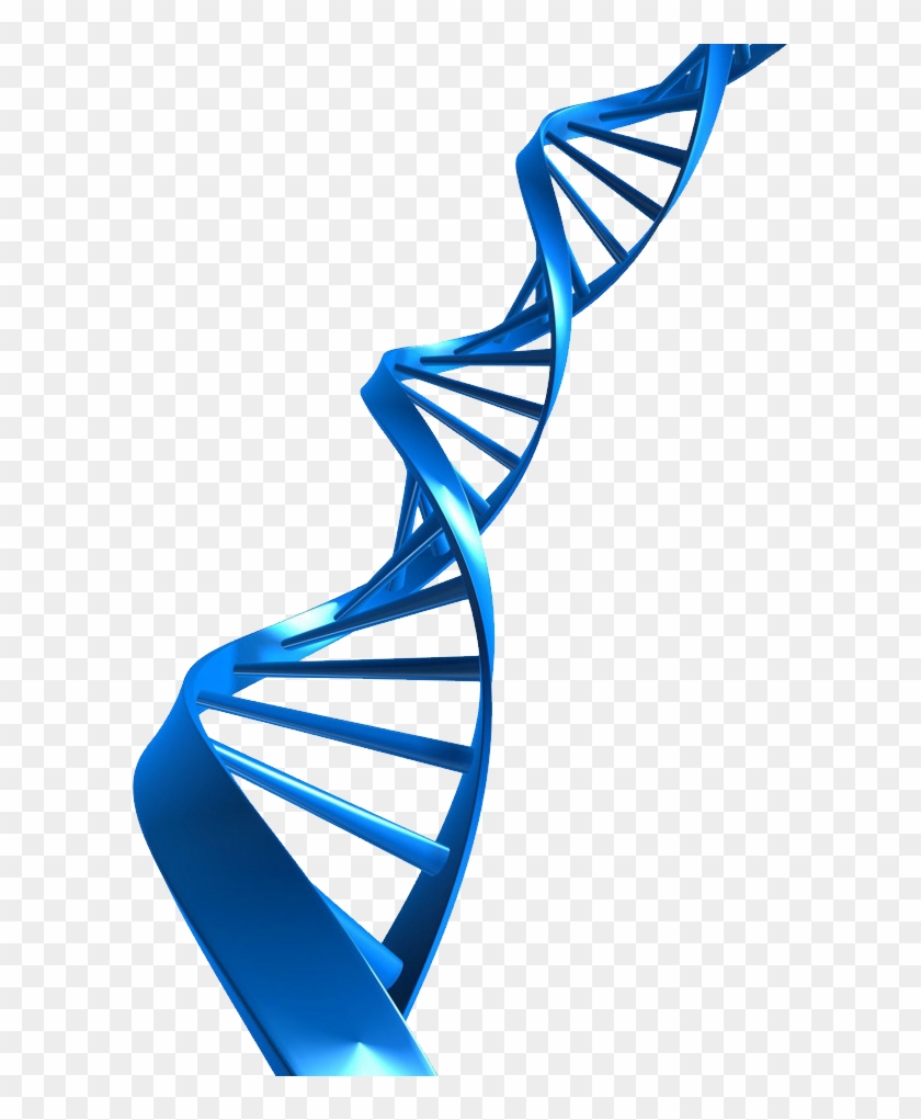 Dna Png Download Png Dna No Background Blue Transparent Png 597x941 5018463 Pngfind