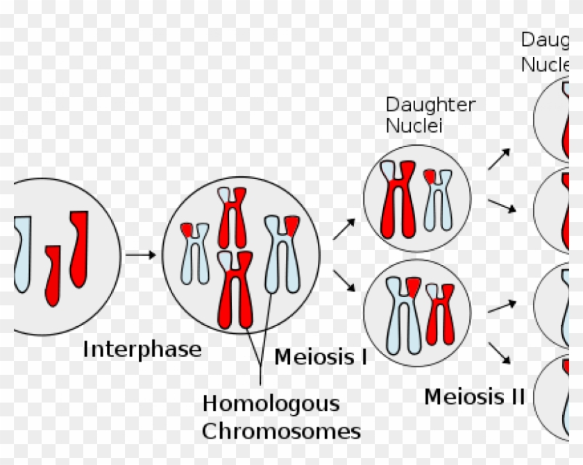 How Cells Tell Their Chromosomes Apart Difference