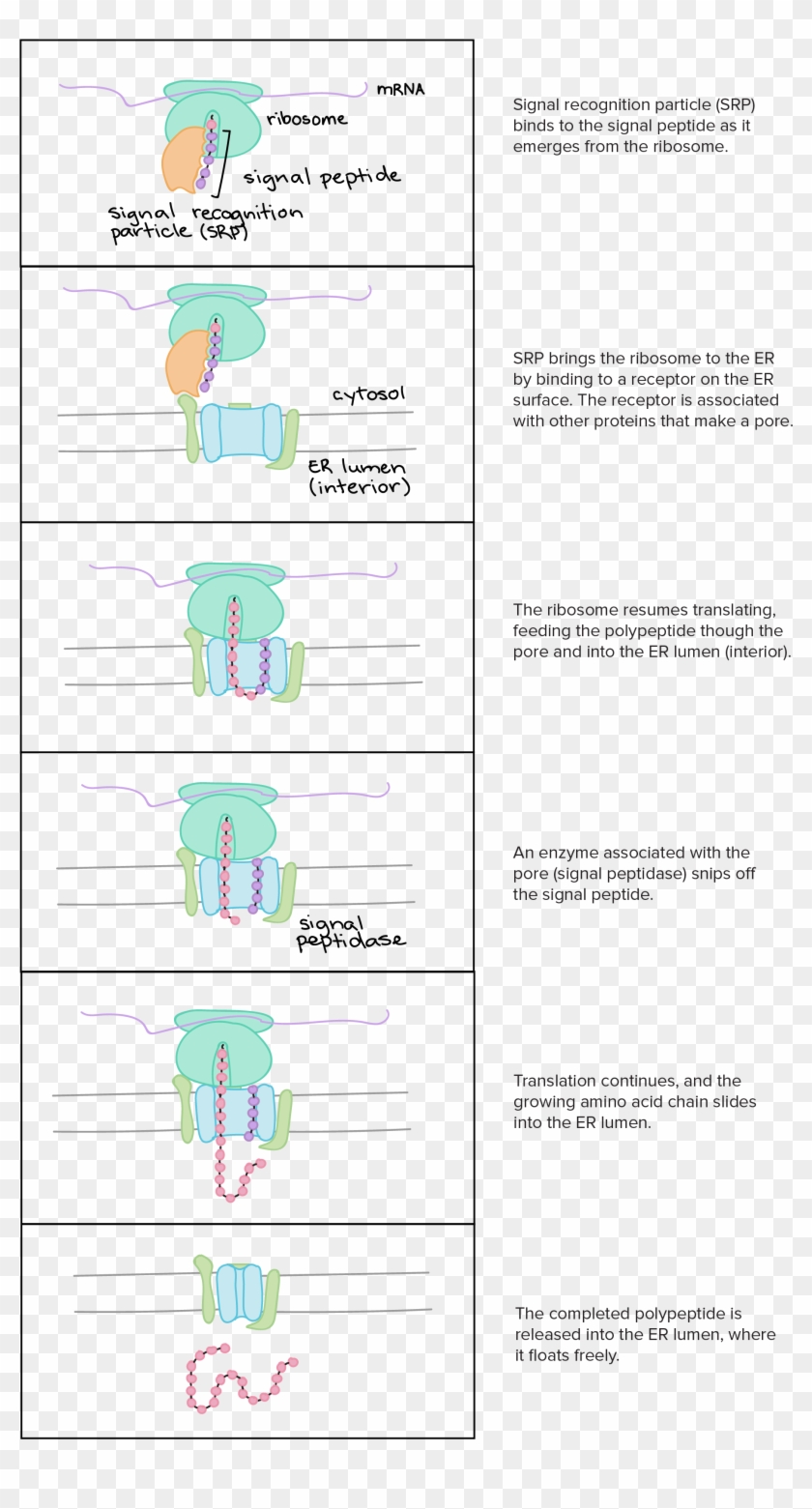 Protein A Binding Chart