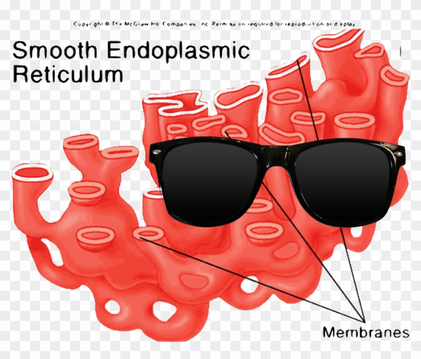 Lily & Helena - Smooth Er In Animal Cell, HD Png Download - 1023x844(#5048682) - PngFind Lily & Helena - Smooth Er In Animal Cell, HD Png Download - 1023x844(#5048682) - PngFind