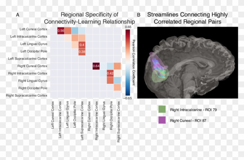Anatomical Specificity Of Visual To Visual Connection - Circle, HD Png ...