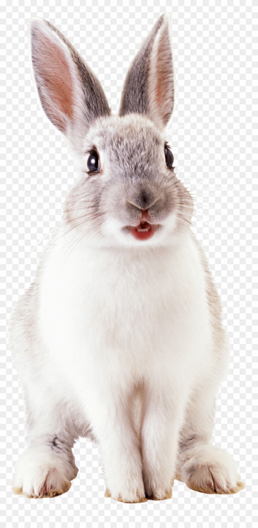 Rabbit Png, Bunny Rabbit, Animals For Kids, Cute Animals, - Rabbit Png,  Transparent Png - 1239x2477(#510978) - PngFind