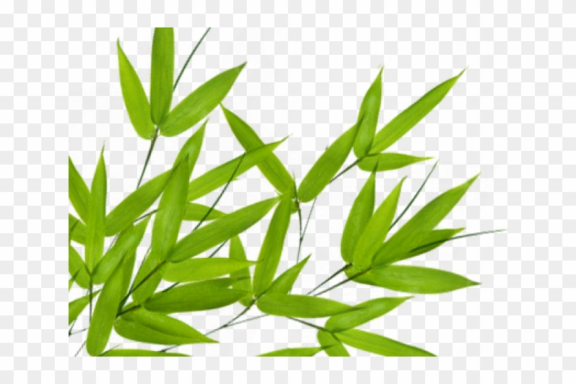 Bamboo Png Transparent Images Green Leaves Png Download 640x480 Pngfind