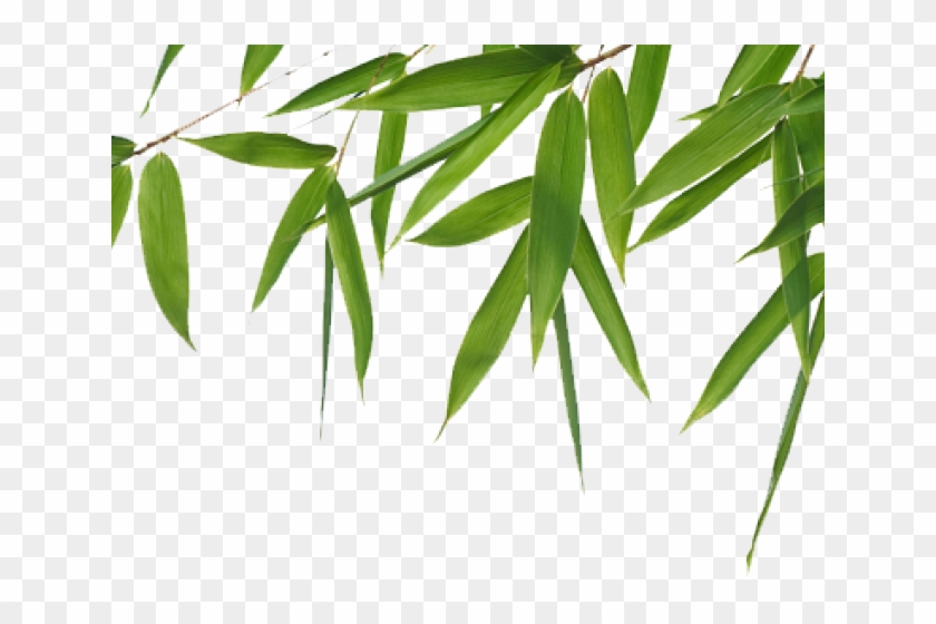Green Leaves Clipart Bamboo Leave Free Bamboo Png Transparent Png 640x480 Pngfind