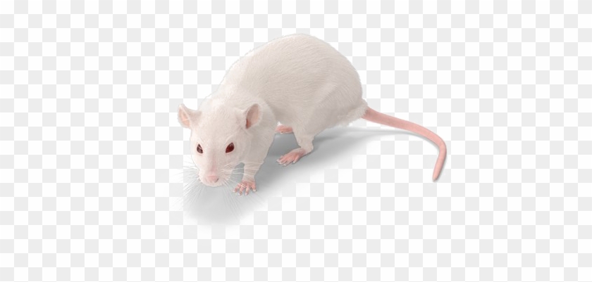 Rat Png Background Image - White Mouse No Background, Transparent Png -  600x600(#518393) - PngFind