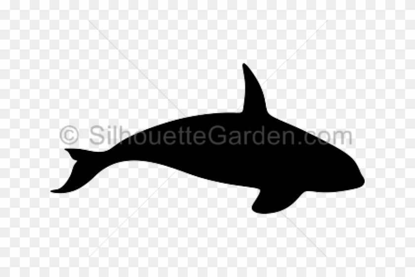 Featured image of post Orca Whale Silhouette Orca whale silhouette royalty free vector image